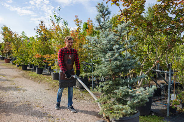 Best Tree Trimming and Pruning  in Lake Catherine, IL